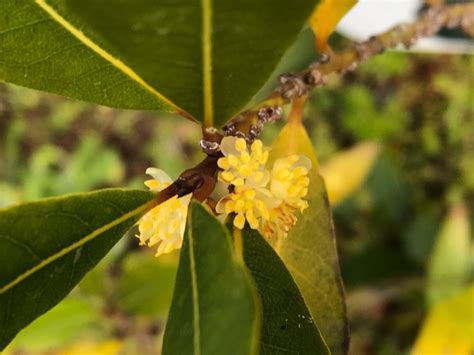 月桂樹 風水|月桂樹(ローリエ)の花言葉｜花や実の特徴、葉で作る 